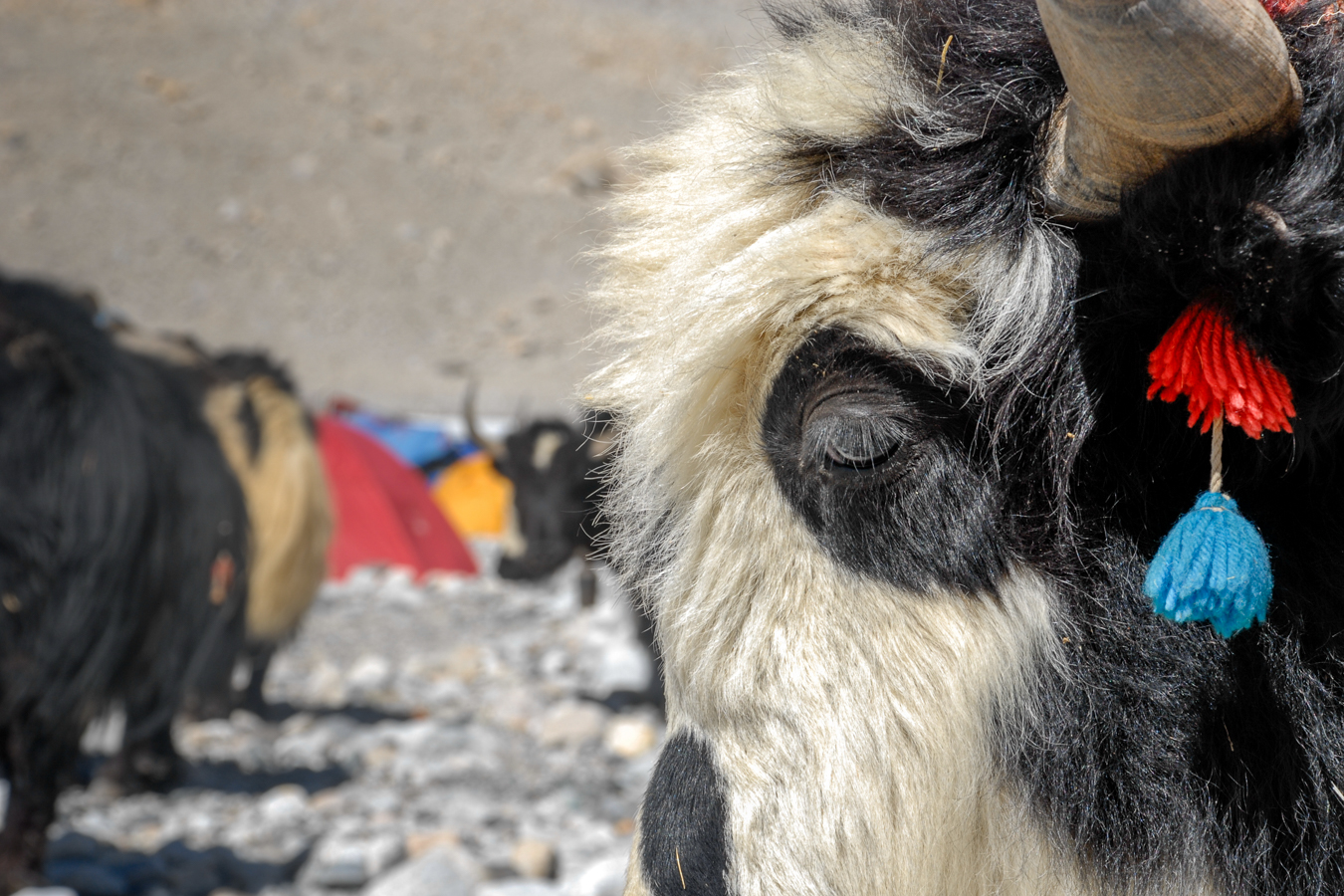 Yak